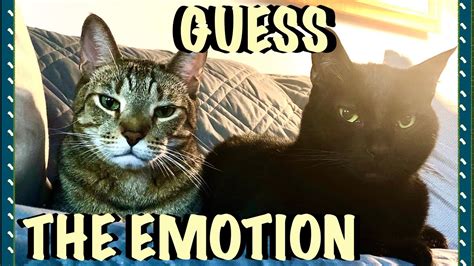 But these emotions aren't volitional and don't require thought. 🐈😸DO CATS HAVE HUMAN EMOTIONS?😼🐈(or, Anthropomorphizing is ...