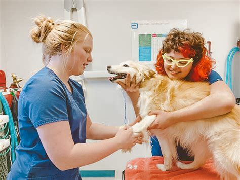 It can also be difficult to know whether your animal is healthy and being properly looked after. Vets Near Me | Animal Hospitals in Indianapolis Area