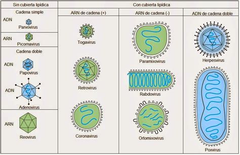 We did not find results for: Virus. Principales características y tratamientos contra ...