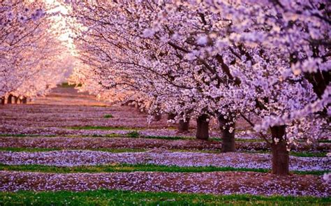 A chi non fa piacere un mazzo di fiori in regalo? andare in parchi e giardini | IL MONDO DI ORSOSOGNANTE