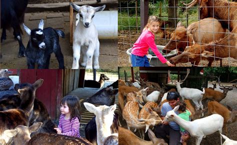 When one force one's partner to pick the nuts and corn out of a bowel movement. Pin on Petting zoo