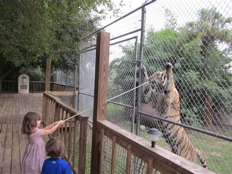 Big cat habitat is a beloved sarasota, fl attraction consisting of wild animal exhibits, such as tigers and lions, performing animals. laz clan blog: The Big Cat Habitat