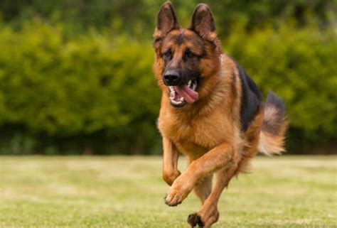 Chonino ingresó a la policía federal argentina el 15 de diciembre de 1977. Día Nacional del Perro en Argentina. | AB PRODUCCIONES