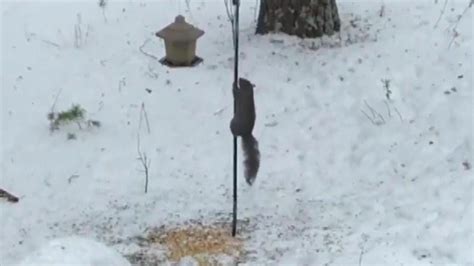 Check spelling or type a new query. Like an Eagles Fan, Squirrel Keeps Sliding Down Pole ...