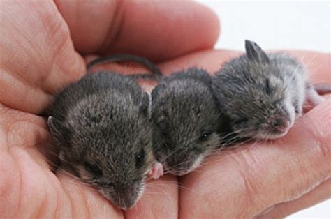 This was a baby mouse that had been abandoned by it's mother. EEK! Don't Freak - These Baby Mice Are Adorable! | Baby ...