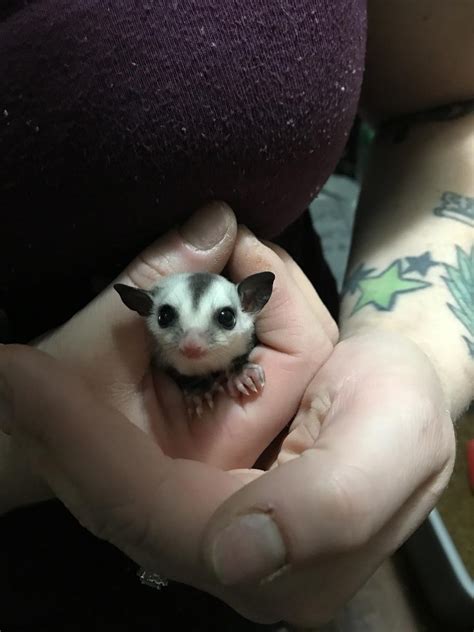 I'm in the toronto downtown area and could drop them off. Sugar Glider Animals For Sale | Dallas, TX #257603