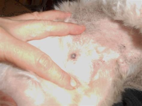 Look for lameness or limping. Bubblews | Tumor, Dogs, Dark spots