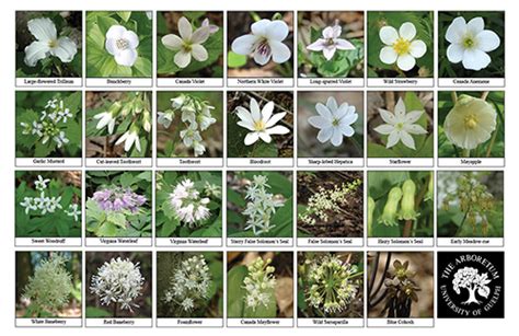 Its flowers are nearly pure white, tinged with the palest pink, especially near the stem. Arboretum Books, Journals, Biodiversity Sheets and ...