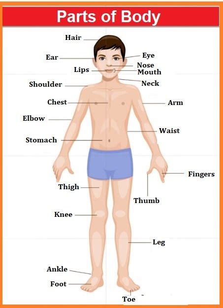 A collection of name of all parts of the body with their meaning in hindi and english. EVS Homework : Body Parts Name, Body Parts in English