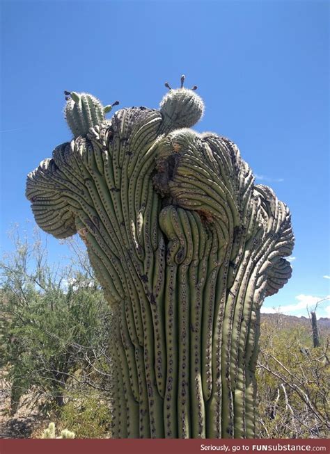 The mexican cardon (pachycereus pringlei), which is native to sonora and baja california. A rare "crested" saguaro cactus - FunSubstance