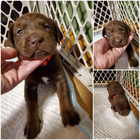 2,333 likes · 6 talking about this. 2 females Lab puppies available in Saint Joseph, Missouri ...