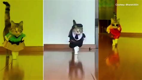 At first, the feline was seen sitting on the stage and cleaning itself by licking its fur when, suddenly, it started to grab passing by models by their legs. Cats doing an actual catwalk - YouTube