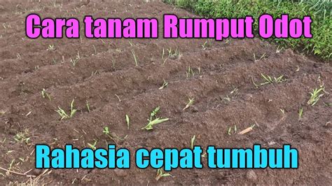 Jika judul diawali kata tanaman berarti berupa tanaman jadi yang sudah hidup (sisa pindah tanam). Cara tanam rumput odott - YouTube