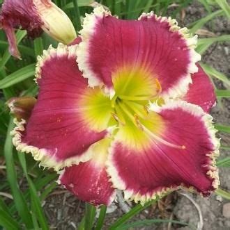 % betty boop australia uk latin america brazil. Photo of Daylily (Hemerocallis 'Betty Bush') uploaded by ...