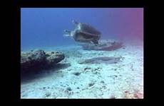 turtle sea