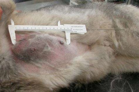 It tends to be far more aggressive in cats. Genetic studies of mammary tumours (breast cancer) in dogs