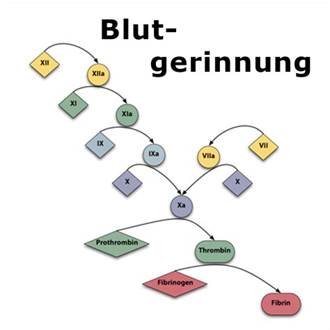 Marcumar ist ein gerinnungshemmendes arzneimittel. Marcumar Pass / Marcumar Pass / Allgemeine Informationen ...