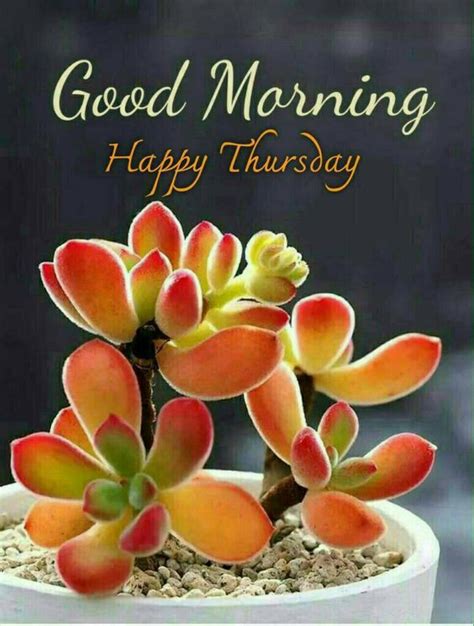 See more ideas about happy thursday, happy thursday pictures, happy thursday quotes. 739+ {Thursday} Good Morning Images Photos Sai Baba Free