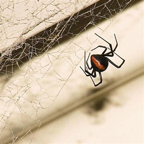 Pholcids, or daddy longlegs spiders , are venomous predators, and although they never naturally bite people, their fangs but is pholcids' venom extremely poisonous? 10 poisonous spiders are the most feared for humans