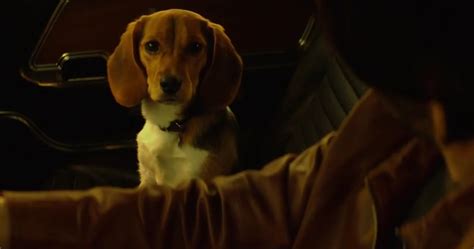 He's a pacifist surrounded by corpses — the desmond doss of dogs. Theon Greyjoy Kills Keanu Reeves' Dog in John Wick ...