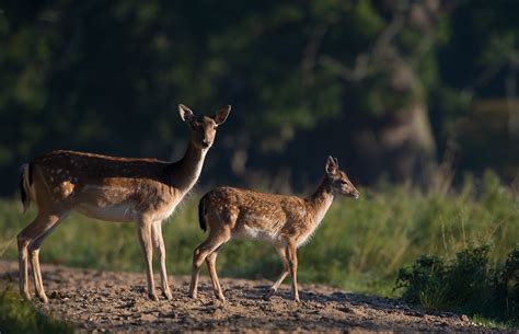 En markägaren och tillika jakträttshavare i finnspång, östergötland, ansökte i slutet av maj om skyddsjakt på dovhjort för att förhindra. Kenny Isaksson Wildlife Photographer: Ibland Kronhjortar ...