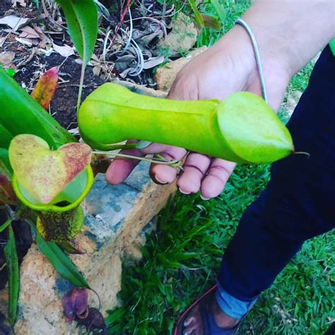 A man just can't help but look south when he thinks he can sneak a peek. Penis plant... Ouch, it's a PITCHER PLANT. You can find th ...