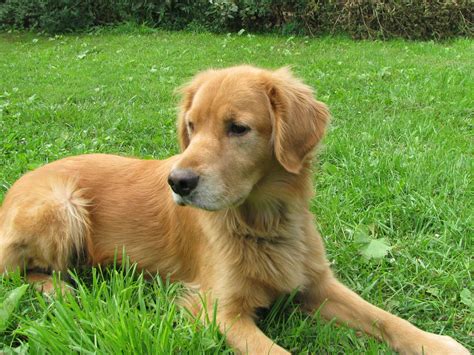 He is a sweet pup who. 2 years old Golden, Kobi needs a new home | Golden ...