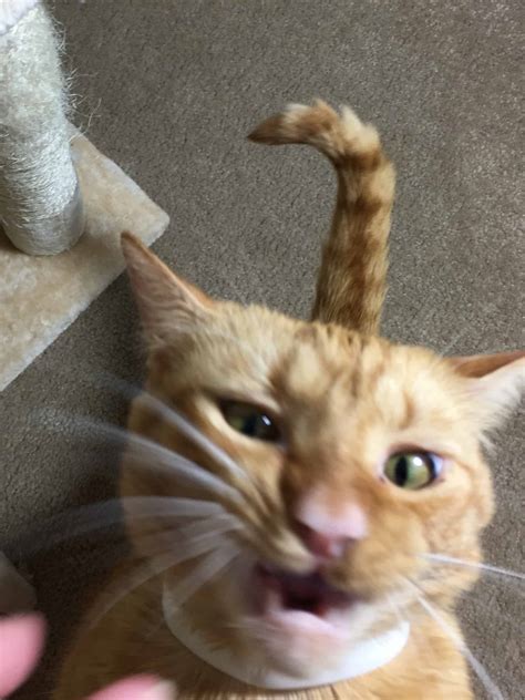 Pet Treater Cat Pack May 2018 Subscription Box Review ...