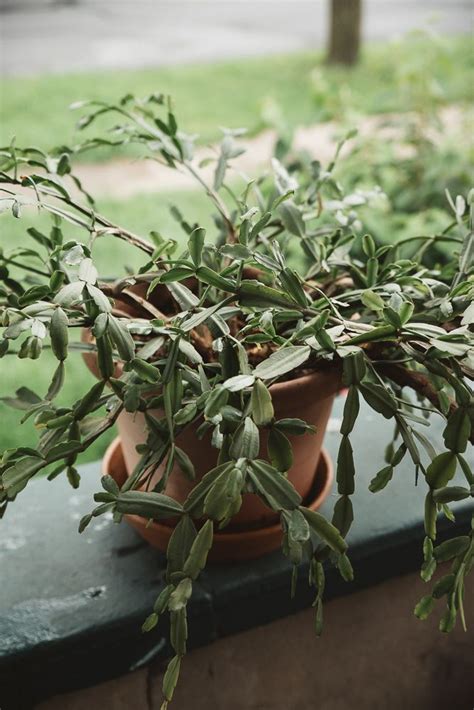 These epiphytic plants have aerial roots that grow attached to other trees. How to Repot a Christmas Cactus — The Heirloom Lady ...