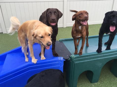 For over 20 years 4 paws pet resort has been trusted as the premier pet resort for so many east valley pets. Give Your Puppers a Proper Vacation While You're Away ...