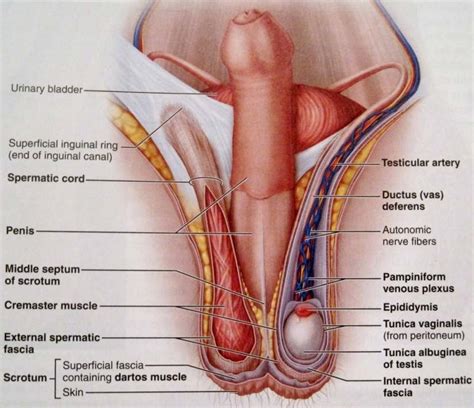 Diagrams are often classified as outlined by use or purpose, by way of example. Female genitalia diagram