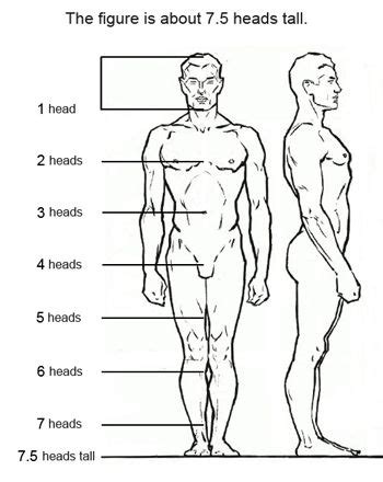 Find & download free graphic resources for female body. 7 Figure Drawing Proportions to Know | Drawing proportions ...