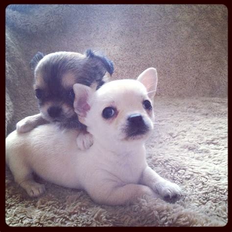 Because of their small size, they require little exercise and are good city dogs, but can be sensitive to cold temperatures. Gorgeous chihuahua puppies for sale | Rochester, Kent | Pets4Homes