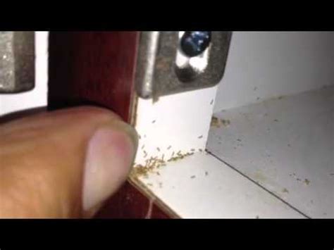 The mites will stick to the tape and you may be able to see them with a magnifying glass. Mites in the pantry - YouTube