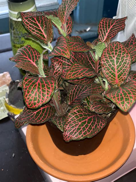 Nerve plant (fittonia or nerve plant) care and growing tips including pictures). My new favorite! Red Veined Nerve Plant (Fittonia ...