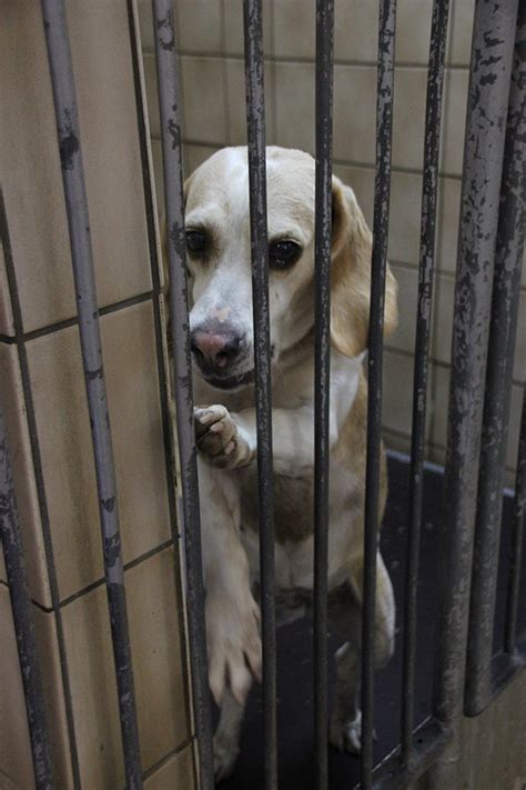 Im branchenbuch ortsdienst.de finden sie anschriften, kontaktdaten und öffnungszeiten von ihrer tierpension aus der kategorie pflanzen & tiere in kranenburg (niederrhein). hunde-in-not