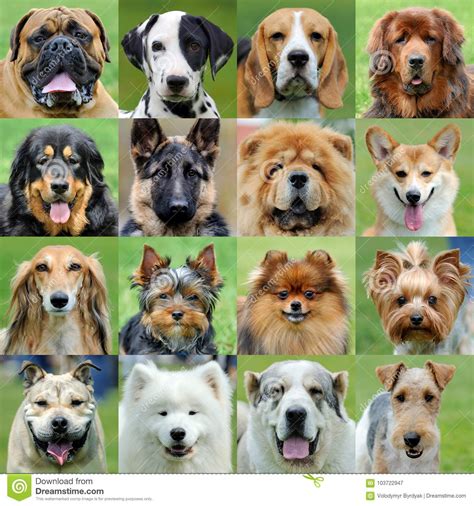 It is impossible to say exactly how many breeds are claimed to exist worldwide, but i know that there are at least 300 of them. Collage Van Verschillende Honden Stock Afbeelding ...