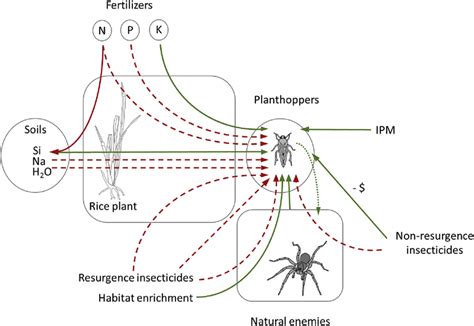 If you don't rotate rice with other crops belonging to a different family, the problem continues as food is always available to the pest. Summary of the potential effects of crop management on ...