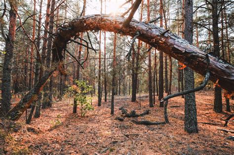 Das gebiet um den ehemaligen kernreaktor (dieser artikel ist ein. 30 Jahre nach Tschernobyl: Das ganz normale Leben im ...