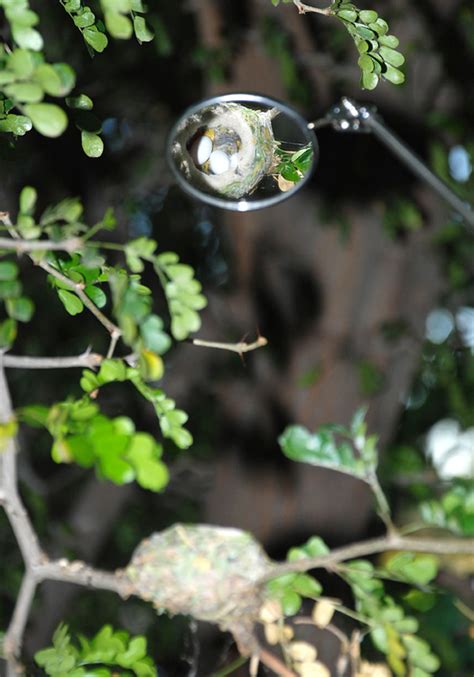 Jump to navigation jump to search. Hummingbird nest pictures - Anna's Hummingbird nest over time