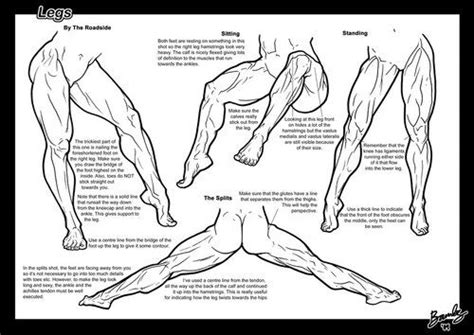 The muscles on the back of the upper leg are the hamstrings! Tumblr | Anatomy reference, Female anatomy reference ...