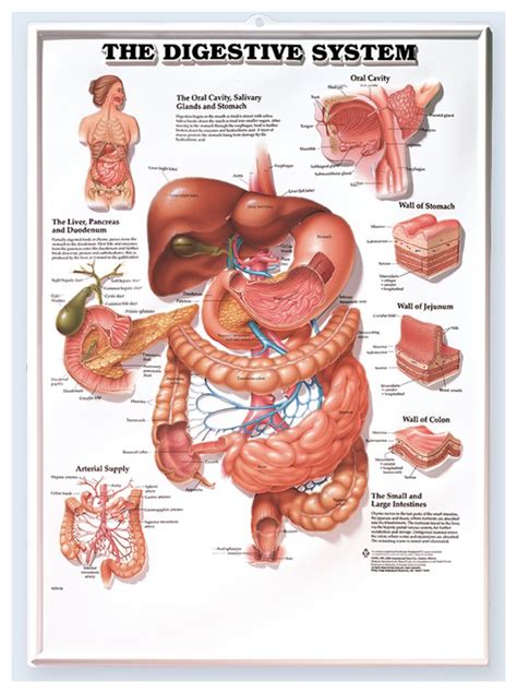 When your kids have finished coloring these free printable anatomy coloring pages online, cut out the diagrams and create an anatomy coloring book. Anatomical Chart Series - The Digestive System Laminated ...