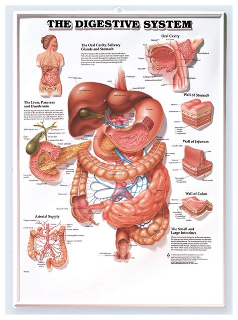 (spanish version) the human spine anatomy chart is another excellent example of a melding of beauty and education in the anatomical arena. Anatomical Chart Series - The Digestive System Laminated ...