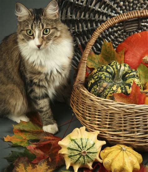 This question often baffles cat owner. Thanksgiving Food Dogs and Cats Can Eat | Cats, Pumpkin ...