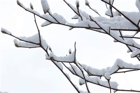 Milde temperaturen im winter lassen sie. Wann blüht eine Magnolie im August? » So klappt die 2. Blüte