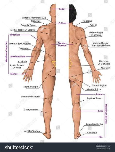 Human body whole human body diagram coloring pages. Male Female Anatomy Diagrams . Male Female Anatomy ...