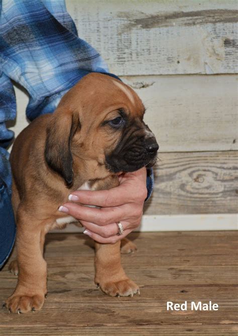 Bloodhound puppies for sale in california united states. Bloodhound Puppies For Sale | Norwood, NC #288579