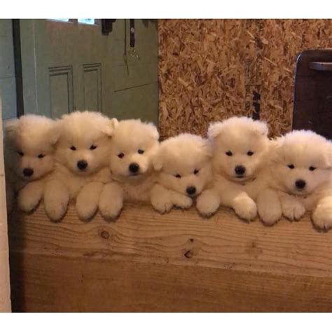 These fluffy samoyed puppies are alert and sweet. AKC Samoyed Puppies in Rochester, New York - Puppies for ...