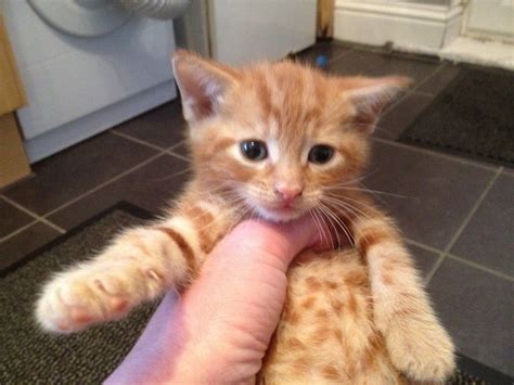 Grampy kitty = bobtail + rascal + coffee + bananacream + grim + chronic 2. free kittens | Darlington, County Durham | Pets4Homes