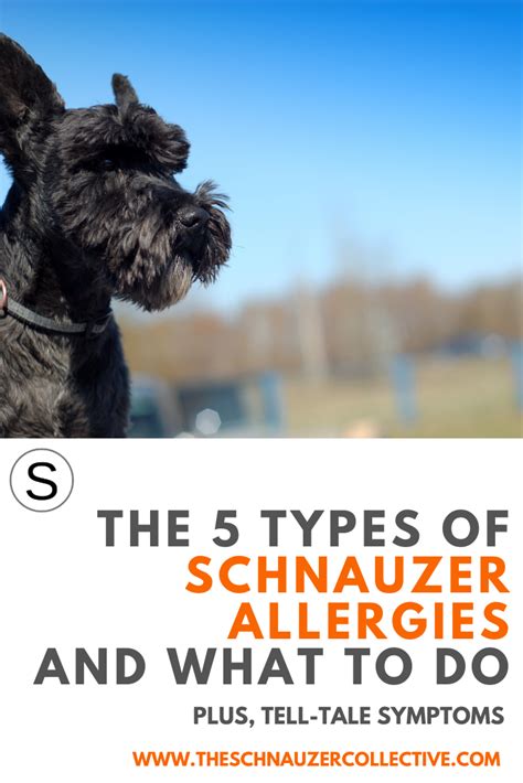 The bernese mountain dog home page. How To Spot Schnauzer Allergies! in 2020 | Schnauzer ...